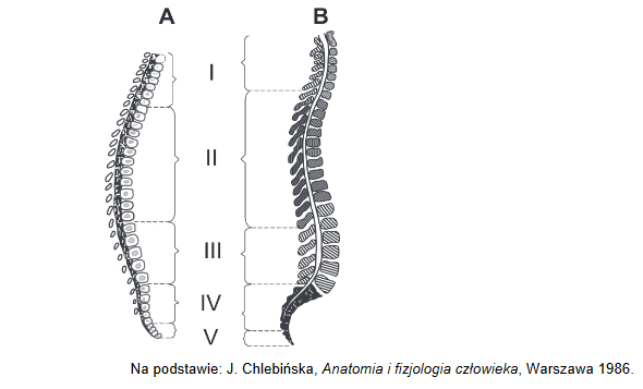 porównanie budowy kręgosłupa noworodka i dorosłego