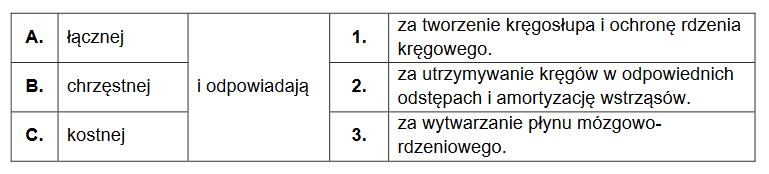 porównanie budowy kręgosłupa noworodka i dorosłego