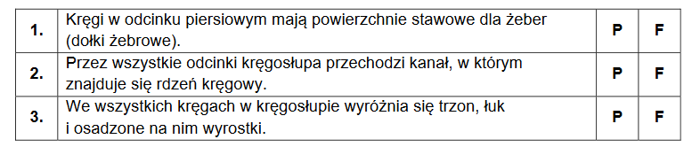 porównanie budowy kręgosłupa noworodka i dorosłego