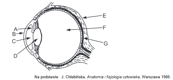 budowa ludzkiego oka