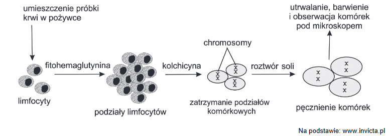 fitohemaglutynina stymulująca podziały komórkowe