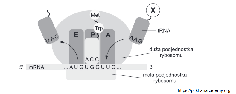 etapy translacji – funkcje rybosomów