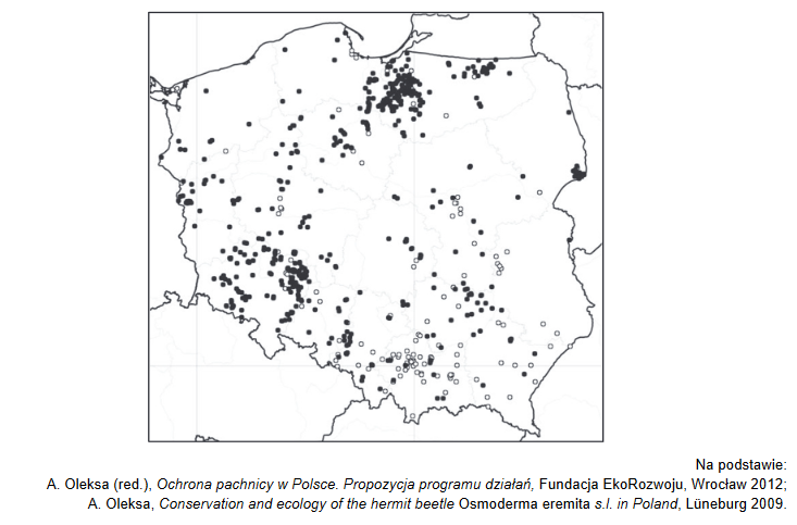 Pachnica dębowa – chrząszcz zasiedlający Puszczę Białowieską