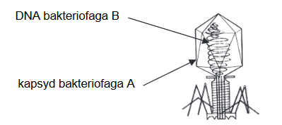 współczesna biotechnologia – tworzenie sztucznego bakteriofaga