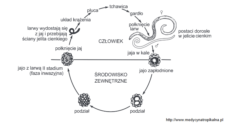 glistnica – częsta choroba w krajach tropikalnych