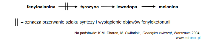 fenyloketonuria – jedna z najczęściej występujących chorób genetycznych