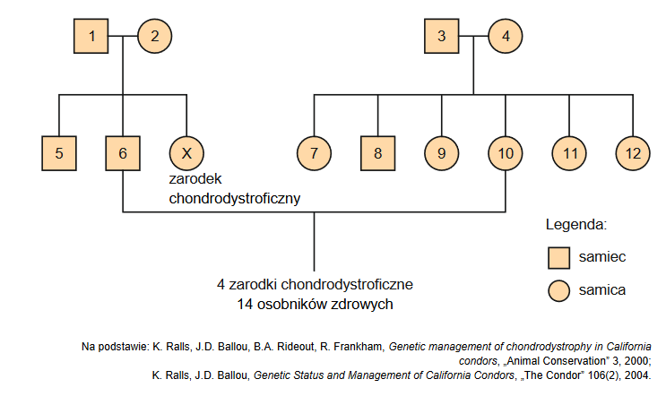 chondrodystrofia – wada letalna o podłożu genetycznym u Kondorów kalifornijskich