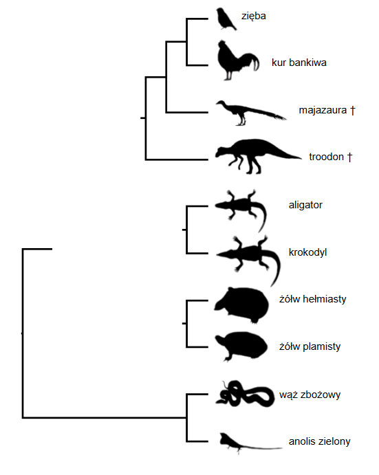 klasyfikacja organizmów – oparta na ich filogenezie