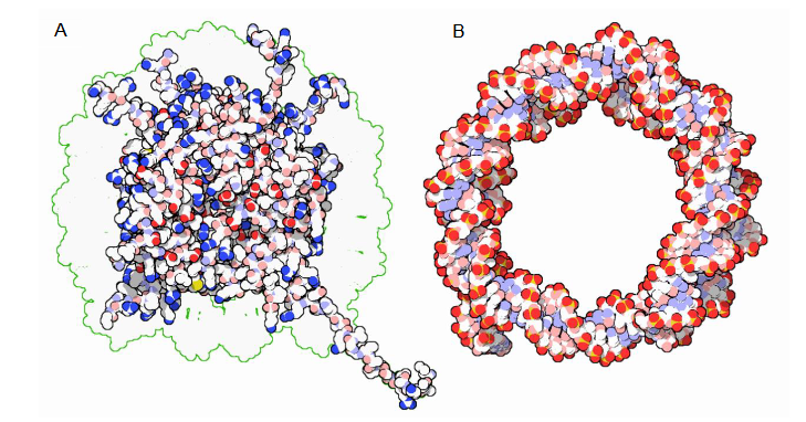 nukleosom – Podstawowa jednostką strukturalna chromatyny