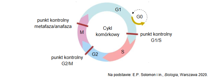 punkty kontrolne cyklu komórkowego