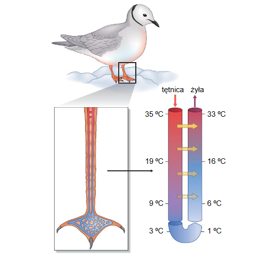 Ptaki – mechanizmy zapobiegające nadmiernej utracie ciepła
