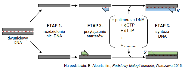 amplifikacja DNA metodą PCR