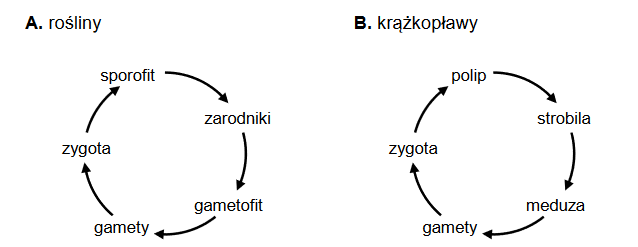 Naprzemienność zapłodnienia i mejozy