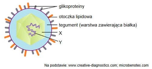 Wirus ospy wietrznej – VZV