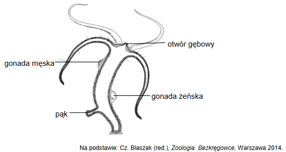 budowa polipa stułbi zielonej