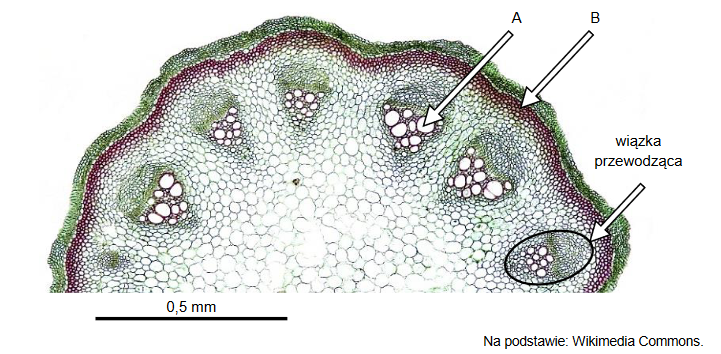 identyfikacja tkanek roślinnych