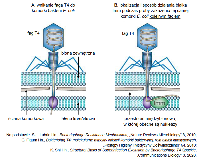 Fag T4 – wirus ogonkowy