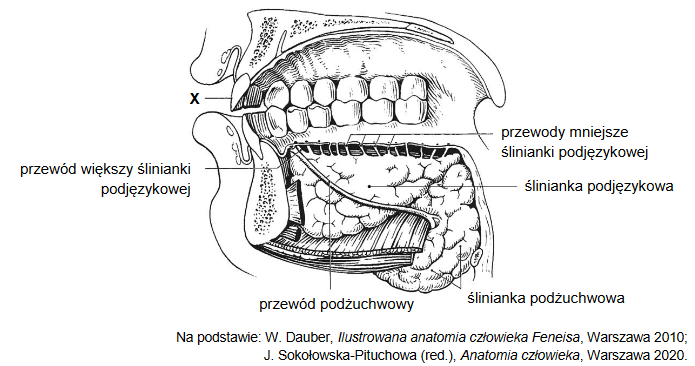 elementy budowy jamy ustnej człowieka