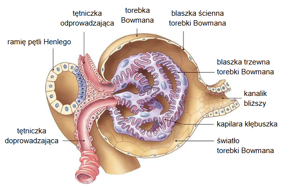 nefron – podstawowa jednostka funkcjonalno-strukturalna nerki