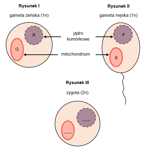 DNA jądrowe i mitochondrialne