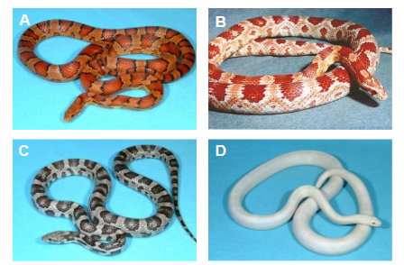 Wąż zbożowy (Elaphe guttata) i jego charakterystyczne ubarwienie