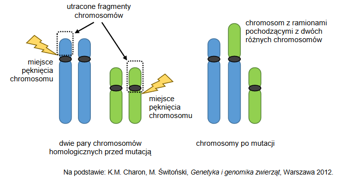 Fuzja centryczna – mutacja chromosomalna