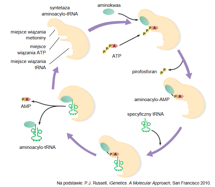 ważna rola cząsteczek tRNA