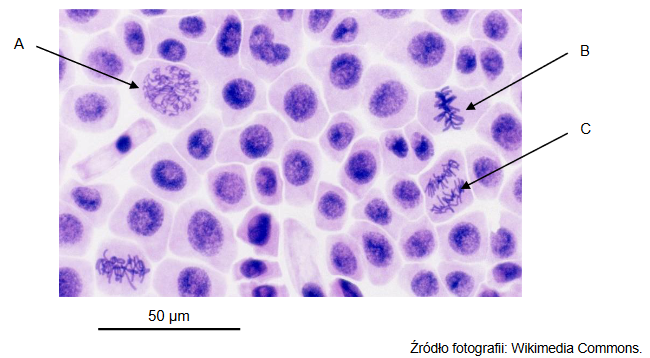 obserwacja podziałów mitotycznych