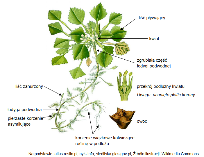 Kotewka orzech wodny – jednoroczna roślina wodna