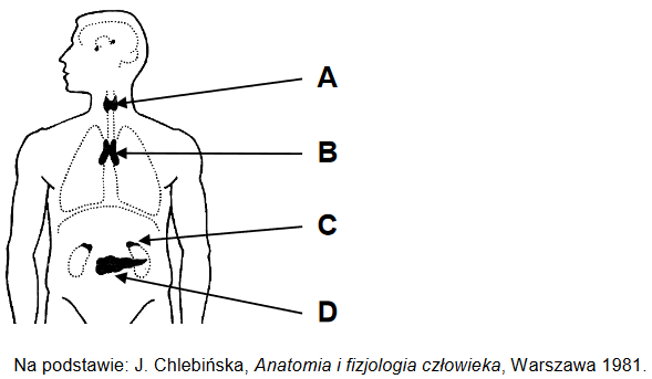 gruczoły układu dokrewnego człowieka