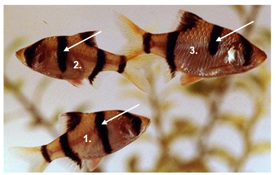 Puntigrus tetrazona – brzanka sumatrzańska