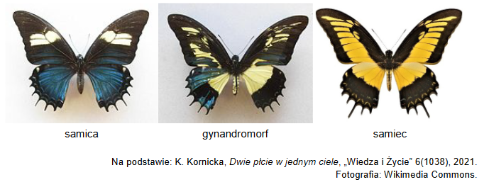 gynandromorfy